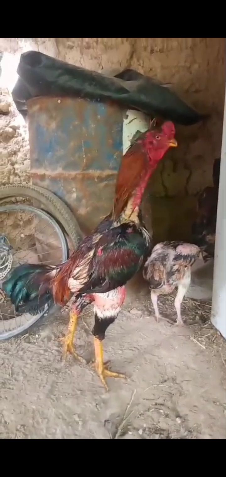 Бойцовский дакан