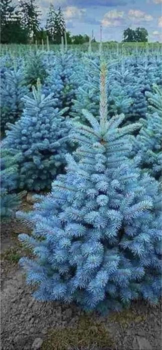 Vindem plante cu transport si plantat