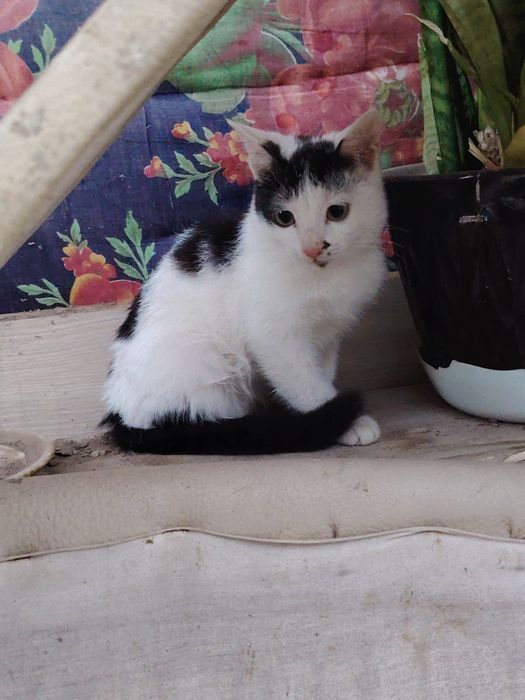 Отдам даром котяток в хорошие добрые руки любящим животных.