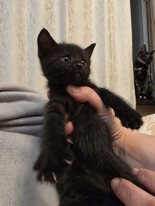 Котята даром рыжие и чёрные