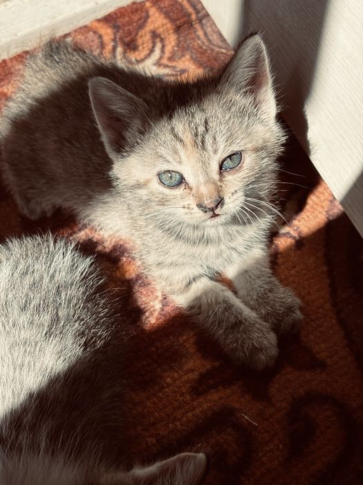 Отдам котенков бесплатно
