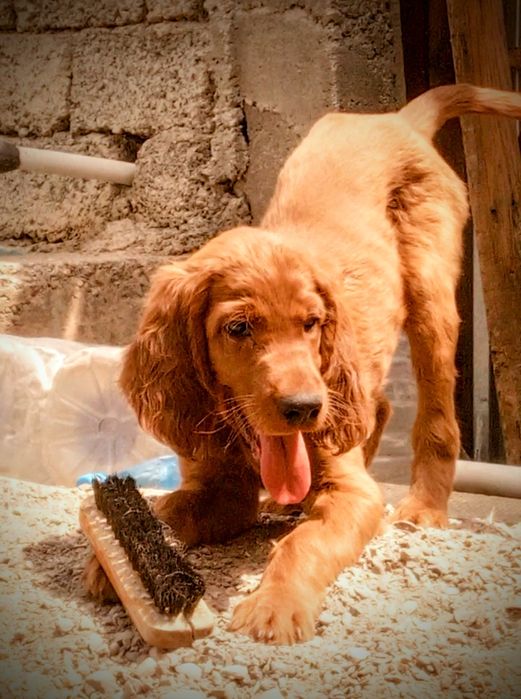 Щенки Ирландского красного сеттера