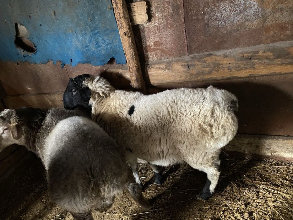 Қошқар Екі Бас .