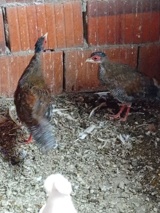 De vânzare trei fazani