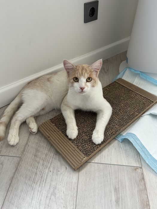 Кот котенок кот кот