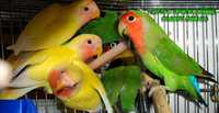 Продам неразлучники попугай по 5000 один попугай
