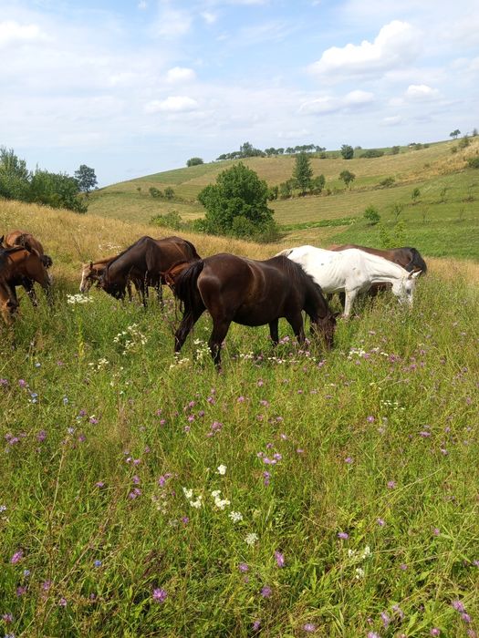 Cai pur sânge arab și cal de sporrt romanesc
