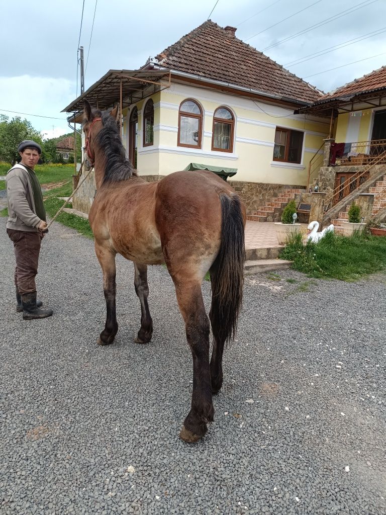 Vând mânz de 11 luni