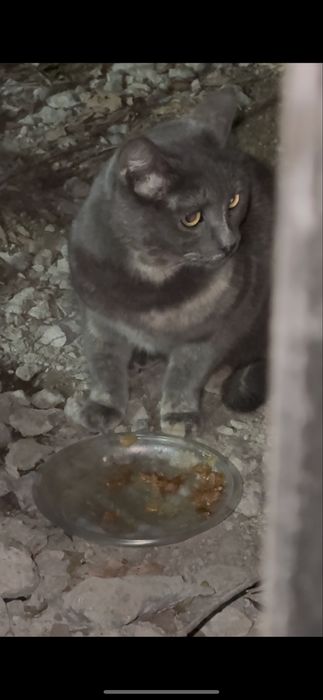 Кот или кошка потерялась