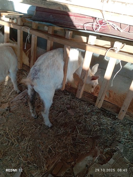 Продам 7козлят хорошие