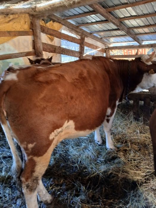 Vând junincă gestantă