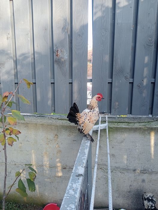 De vânzare cocoș mii de flori