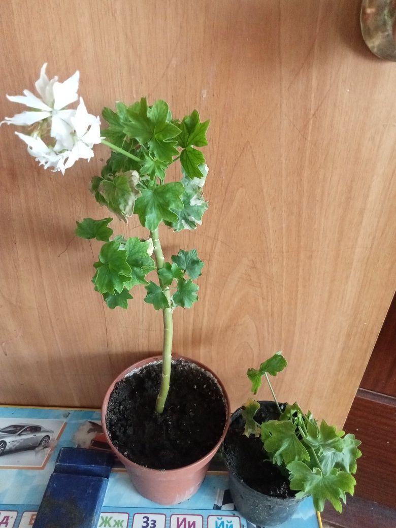 Продам цветы. Герань