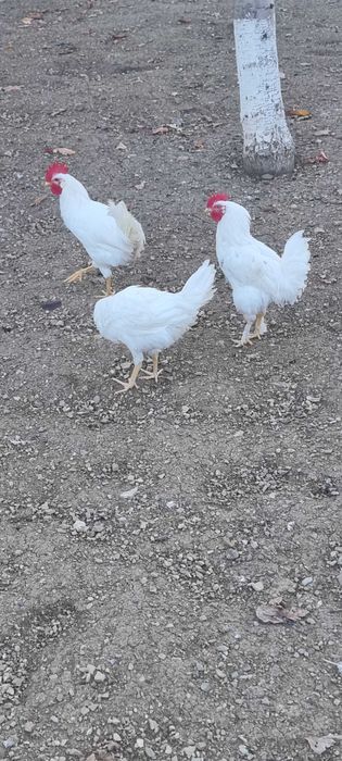 Петли бял легхорн 4 броя