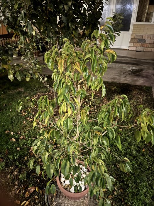 Большие и коасивые цветы которые украсят ваш дом