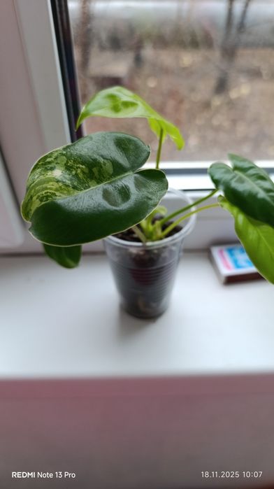 Обмен на другие растения