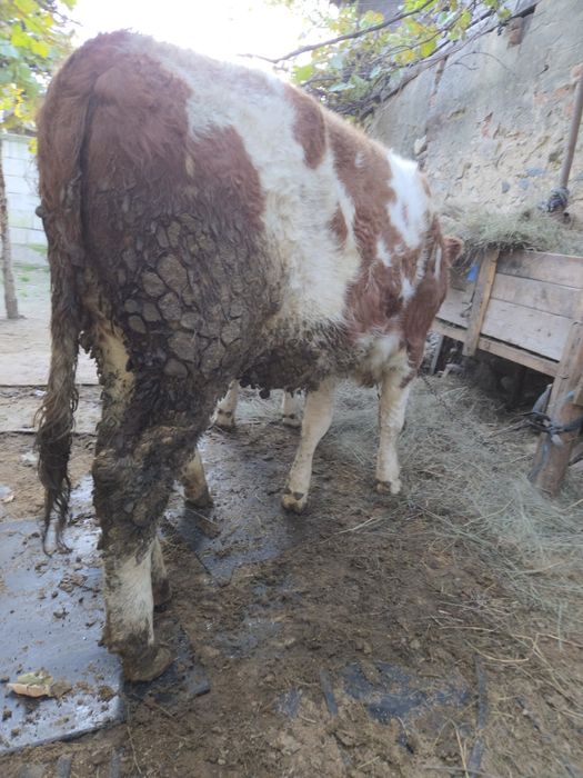 Vand 2 junici baltate