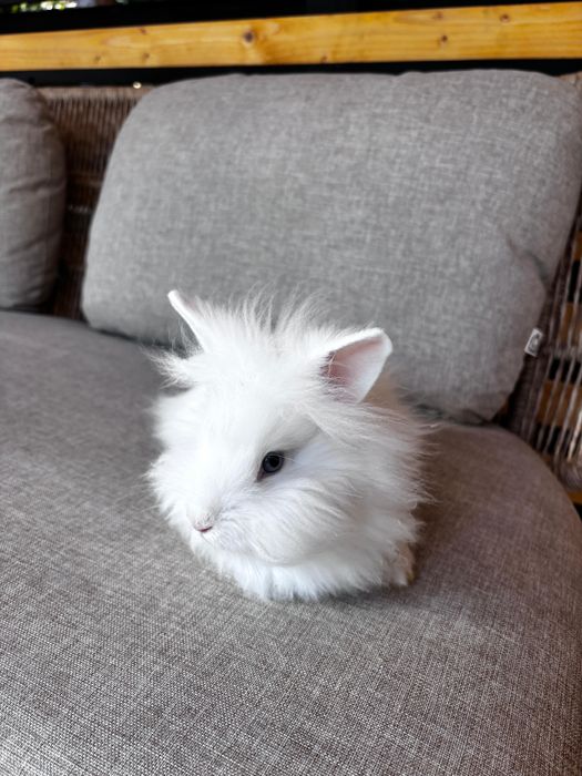 iepuri pitici,au 3 luni, sunt sanatosi