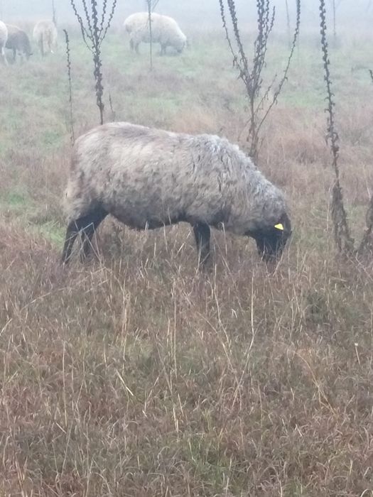 Vând oaie și mieluță Romanov