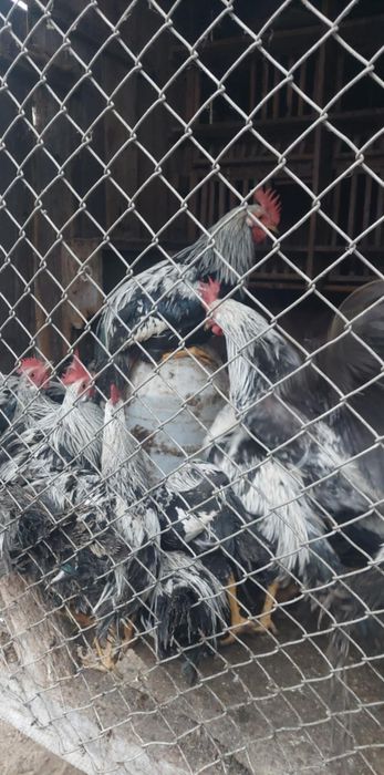 Vând sau schimb cocoși italieni