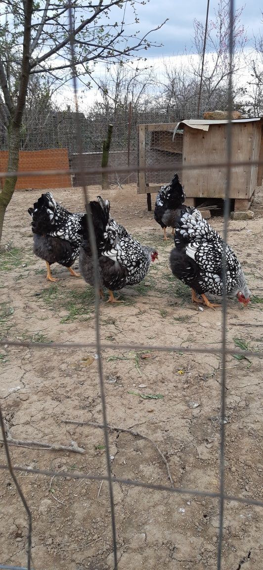 Ouă găini Wyandotte argintiu