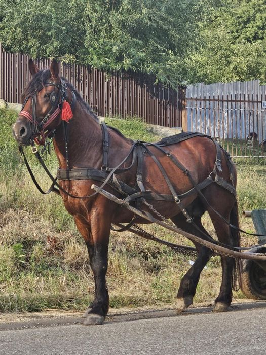 Armasar de 5 ani de vanzare!