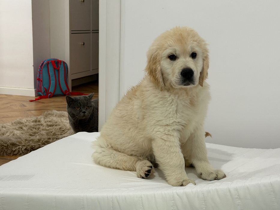 Golden Retriever mascul cu Pedigree