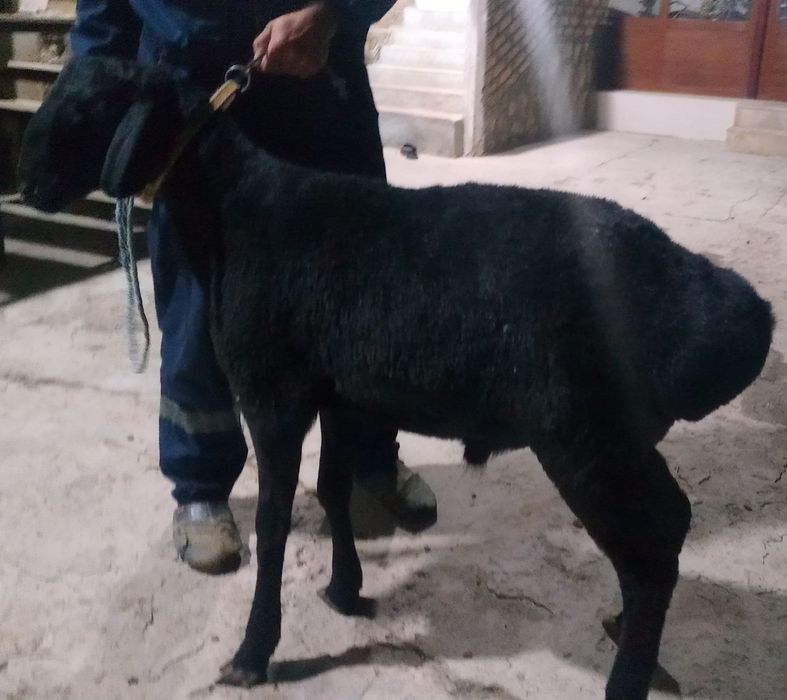 Gigant Semiz Sifat Qora Toza Qazoqi Qochqor sotiladi