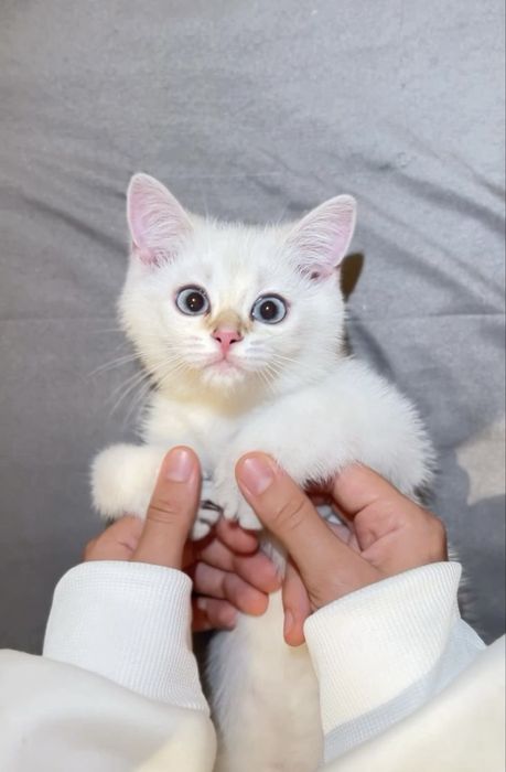 Шиншилла поинт ! Британский котенок в дорргом окрасе