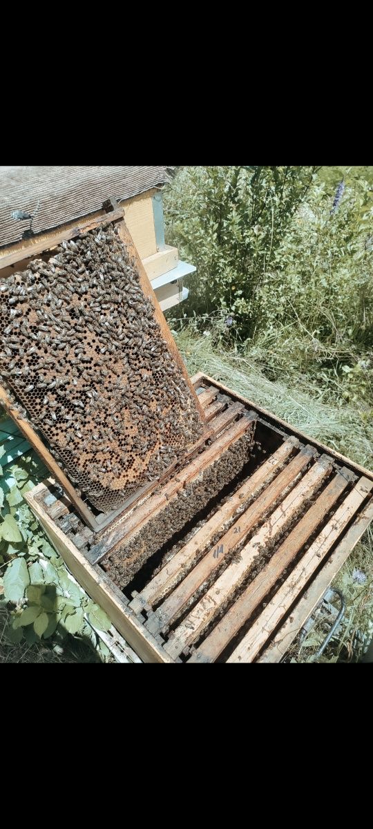 Albine cu lada și magazie