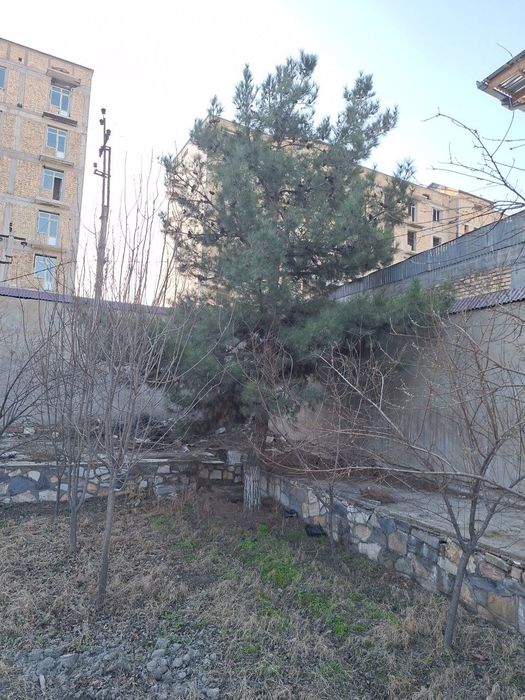 Арча дарахти дом или сад