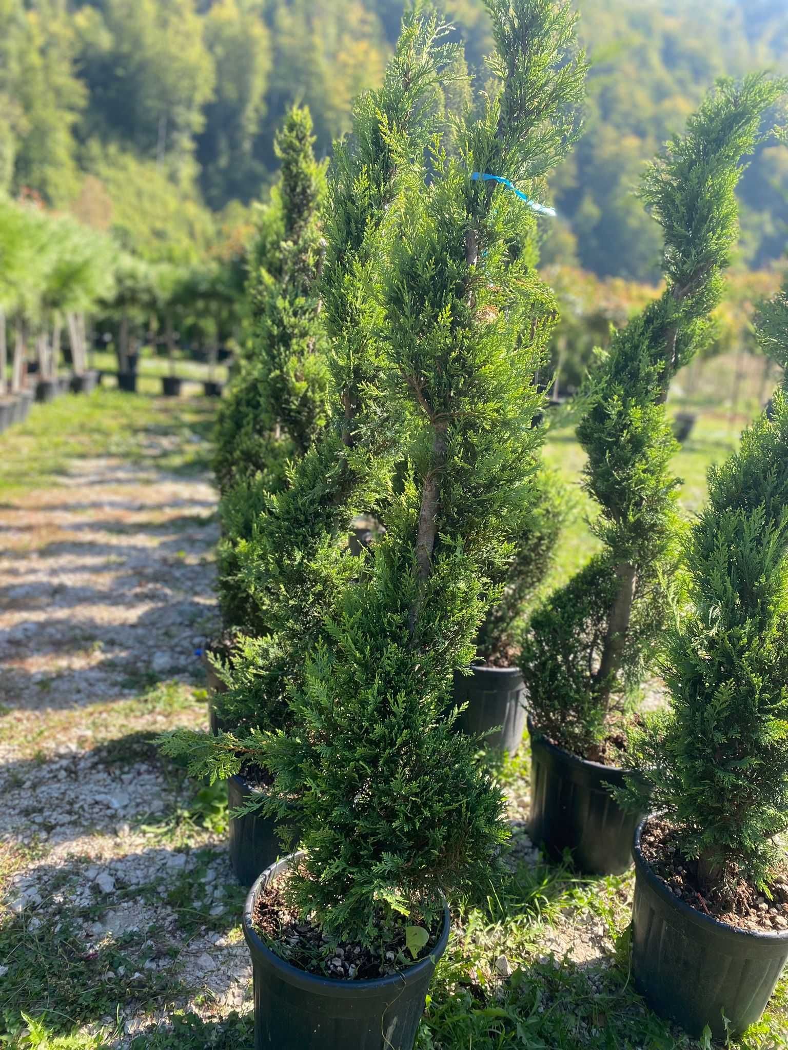 Plante ornamentale de grădină – frumusețe durabilă pentru spațiul tău