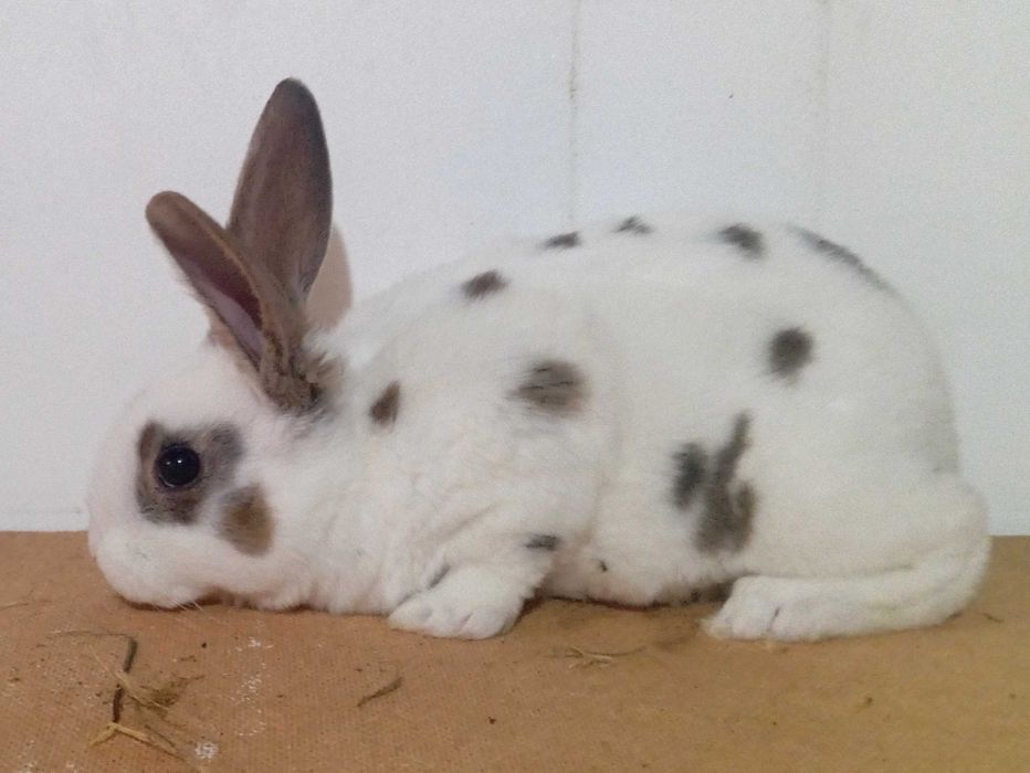 Крольчата породы рекс, разных возрастов.