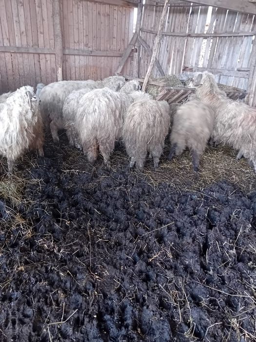 Vând oi țurcane tinere