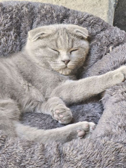Scottish Fold 8 oylik oʻgʻil bola