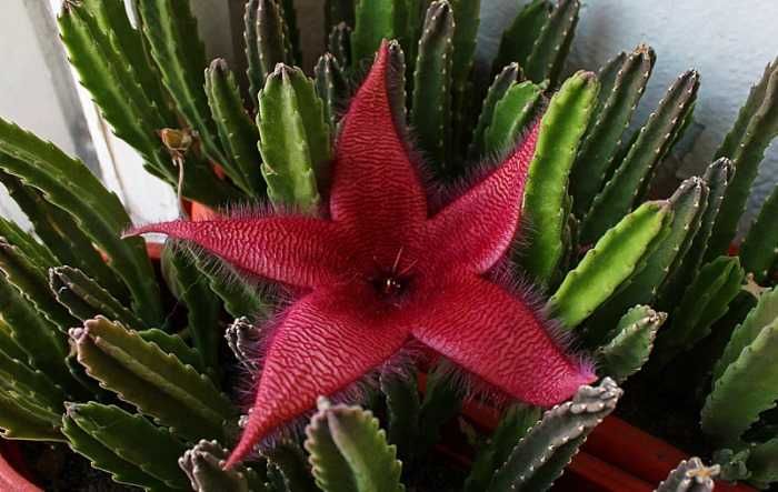 Стапелия /  Stapelia grandiflora
