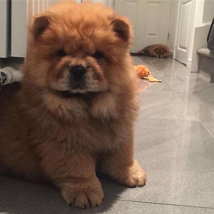 Chow Chow - Femela, rasa pura, carnet de sanatate, vaccin