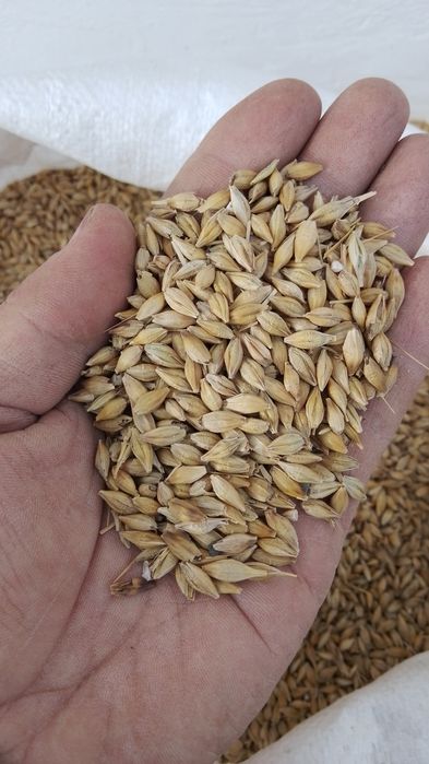 Арпа Ичмен таза 30кап бар каражарда тур