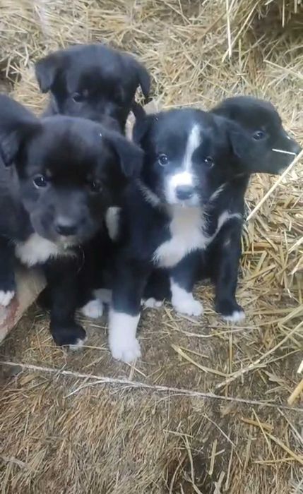 Donez căței - jud Mureș