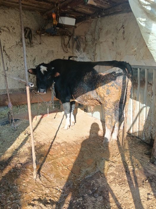 Наввос сотилади Пастдаргом Камолот махалла