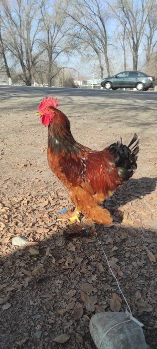 Продам петуха молодого 5 мес