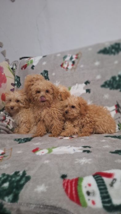 Той пудел пуделчета той