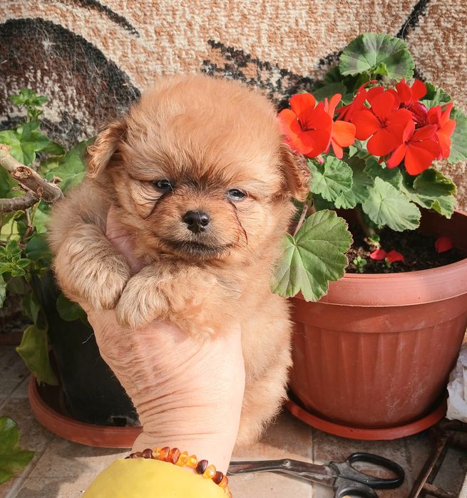 Помапу/Pomapoo той пудел