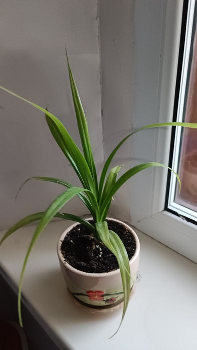 Домашнии цветы продам, разных сортов.Нахожусь на Набережной,.