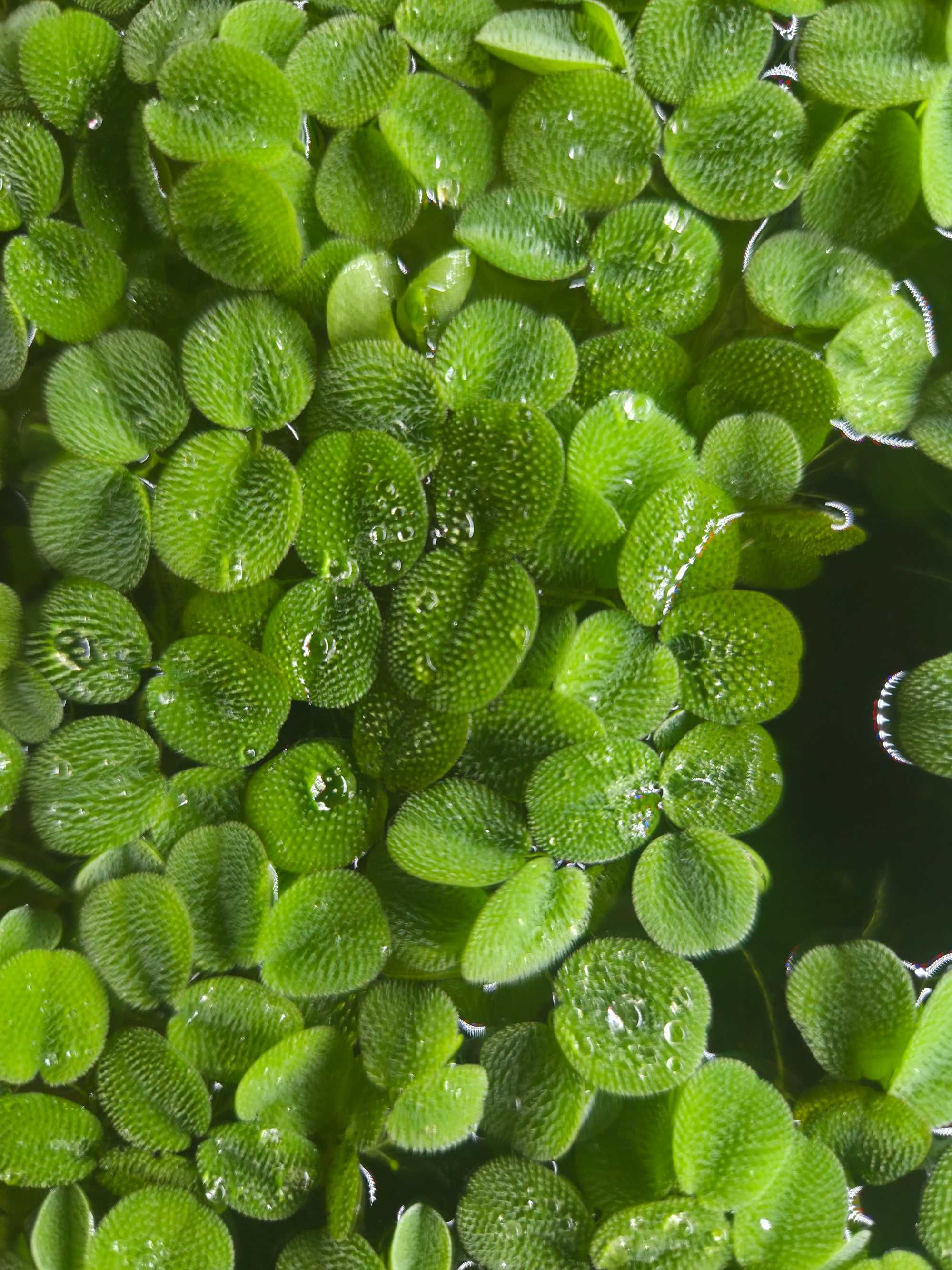 Плаващи водорасли за аквариум Salvinia minima