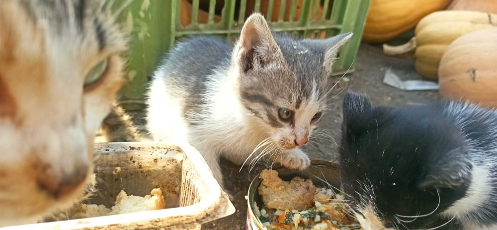 Котенца за грижовни стопани