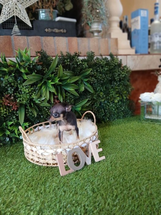 Chihuahua – 2 luni – carnet de sănătate