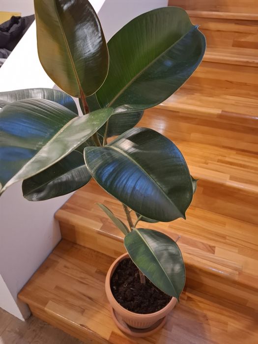 Ficus de 80 cm in ghiveci cu pamant(20cmI)