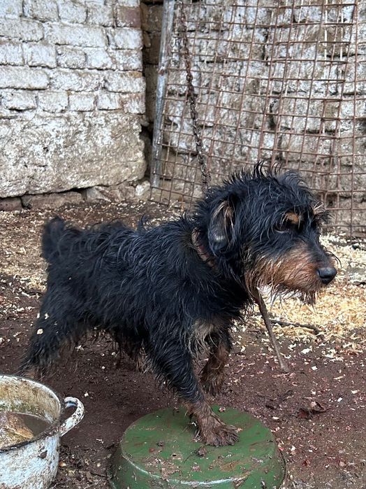 Продавам Ягдтериер