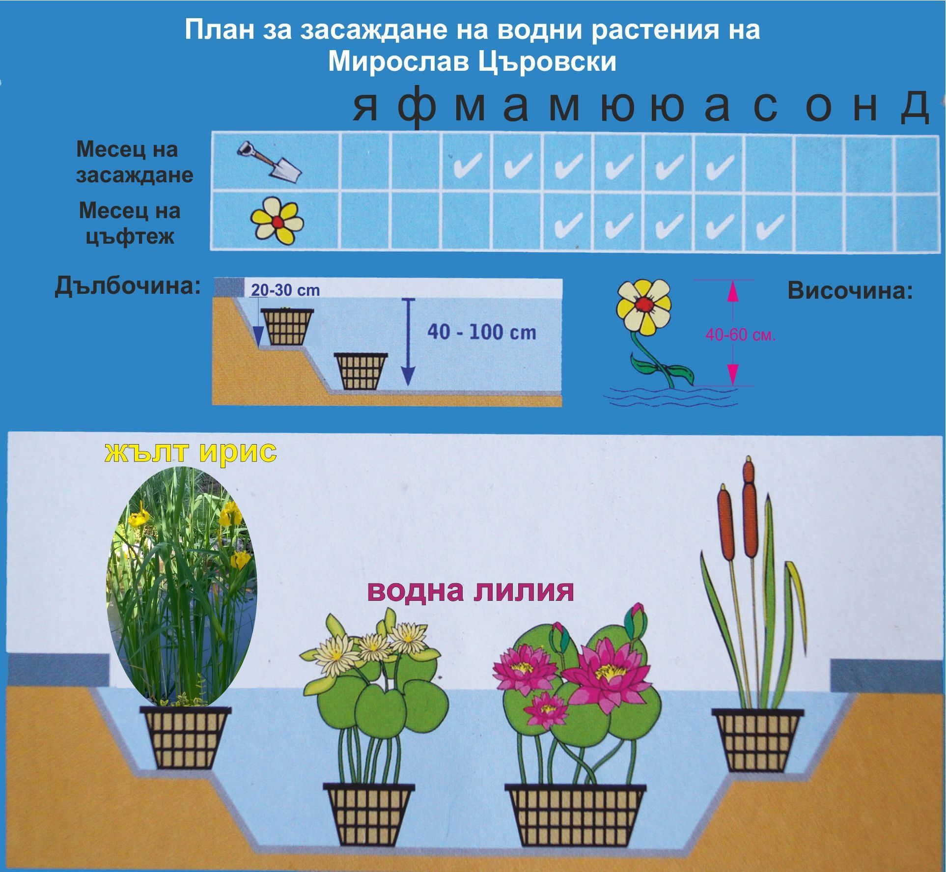 Продавам растения Жълт воден ирис